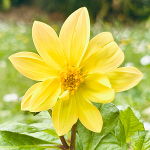 UberSunshine - Mini Yellow Dwarf Dahlia