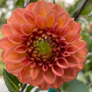 Vintage Copper Dahlia