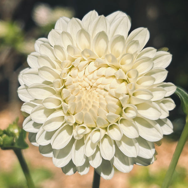 White Aster