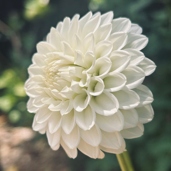 White Aster