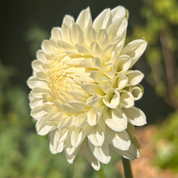 White Aster