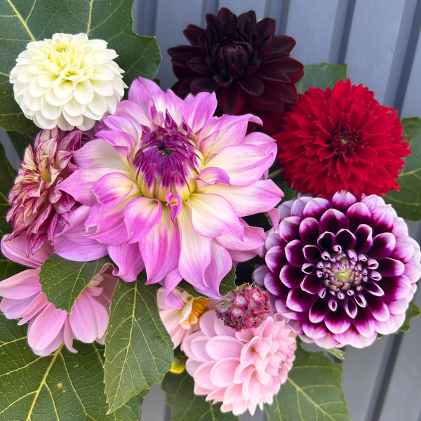 Dahlia Bouquet Subscription